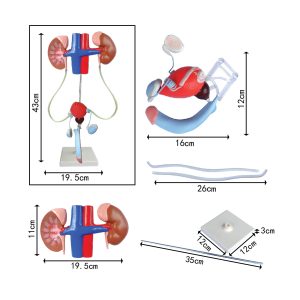 model sistem pembiakan lelaki