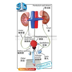 model sistem pembiakan lelaki