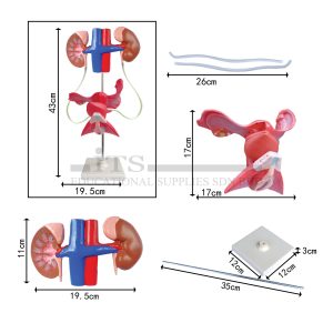 model sistem pembiakan lelaki