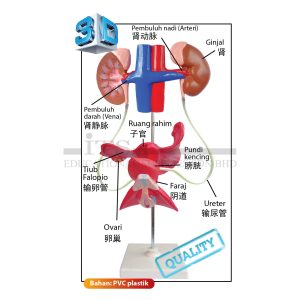 model sistem pembiakan lelaki