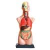 UNBREAKABLE HUMAN TORSO - ITS Educational Supplies Sdn Bhd