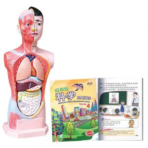 HUMAN TORSO (9 PARTS) - ITS Educational Supplies Sdn Bhd