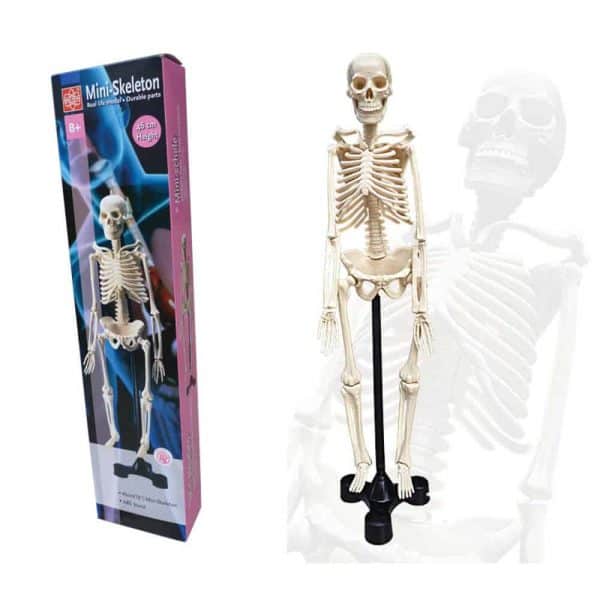 MINI-SKELETON (SET ANATOMI MINI) - ITS Educational Supplies Sdn Bhd