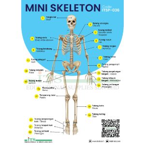 mini skeleton (set anatomi mini)