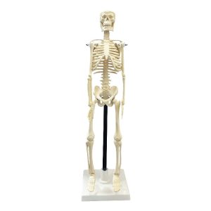 mini skeleton (set anatomi mini)