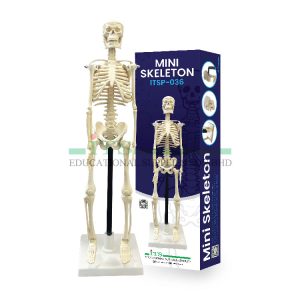 mini skeleton (set anatomi mini)