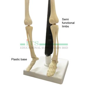mini skeleton (set anatomi mini)