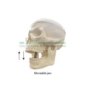 mini skeleton (set anatomi mini)