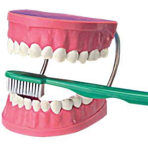 GIANT DENTAL MODEL WITH TOOTH BRUSH - ITS Educational Supplies