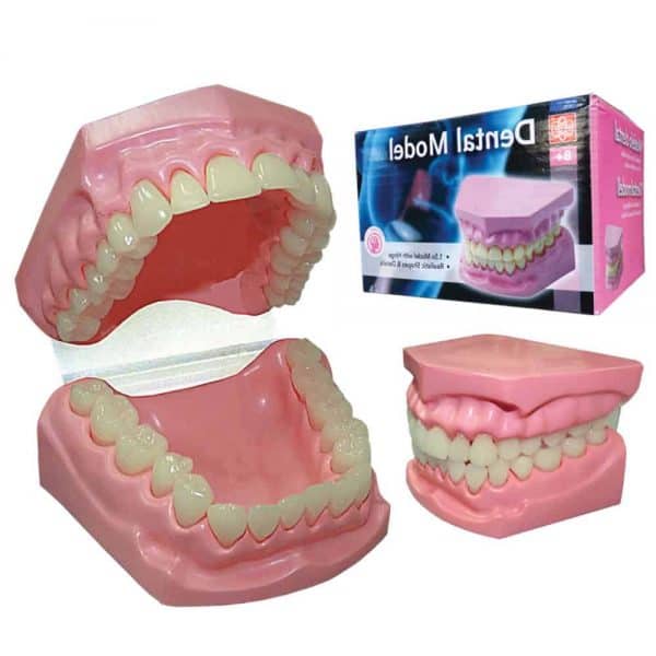 KEGIGIAN MANUSIA (DENTAL MODEL) - ITS Educational Supplies Sdn Bhd