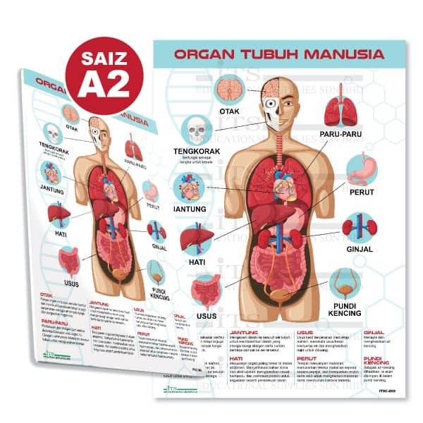 poster organ tubuh manusia (1 unit)