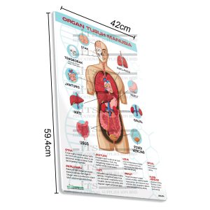 poster organ tubuh manusia (1 unit)