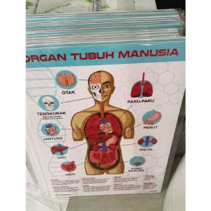 poster organ tubuh manusia (1 unit)