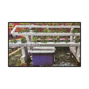 hidroponik kultur air dalam (1 set)