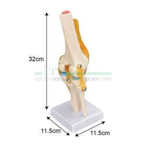 model sendi lutut manusia