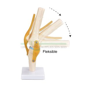 model sendi lutut manusia