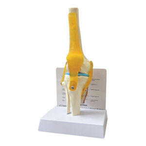 model sendi lutut manusia