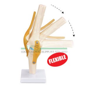 model sendi lutut manusia