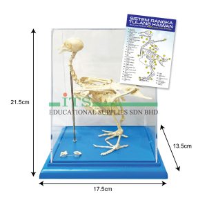 model rangka haiwan (burung merpati)