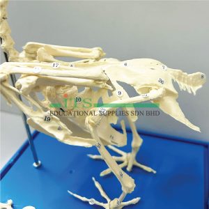 model rangka haiwan (burung merpati)