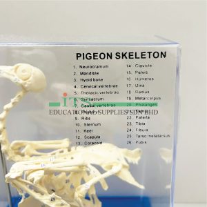 model rangka haiwan (burung merpati)