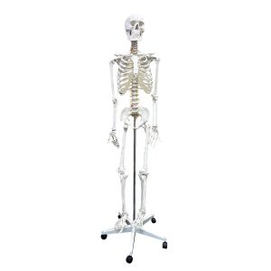 human skeleton model