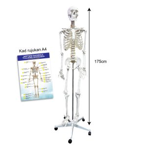 human skeleton model