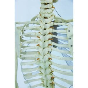 human skeleton model