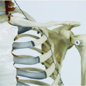 human skeleton model