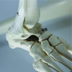 human skeleton model