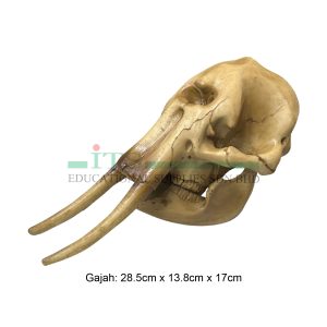 set model gigi haiwan (3 jenis)