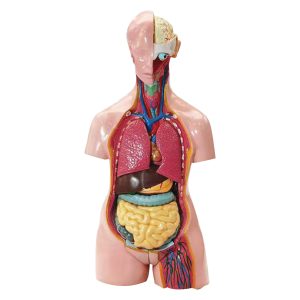 human torso model