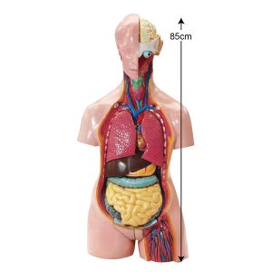 human torso model