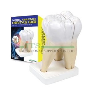 model struktur gigi manusia