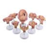 model pertumbuhan embrio (8 peringkat) (1 set)