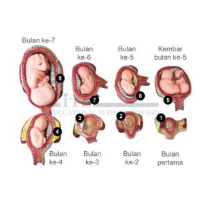 model pertumbuhan embrio (8 peringkat) (1 set)