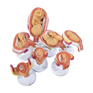 model pertumbuhan embrio (8 peringkat) (1 set)