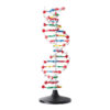 model 3d dna