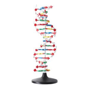 model 3d dna