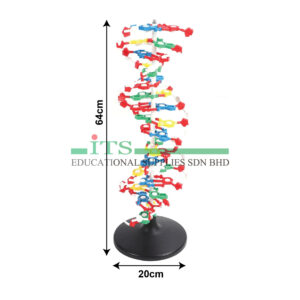 model 3d dna