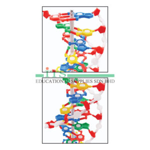 model 3d dna