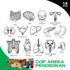 COP ORGAN TORSO MANUSIA (14PCS)