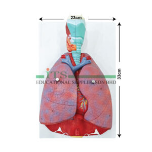 anatomical model: lungs with heart