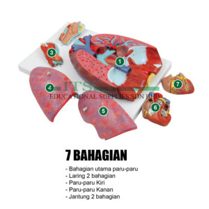 anatomical model: lungs with heart