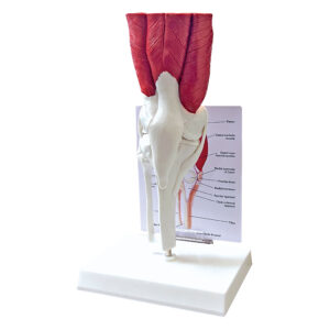 anatomical model: muscled knee joints