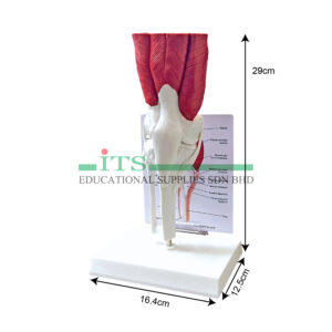 anatomical model: muscled knee joints
