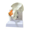anatomical model: basic hip joints