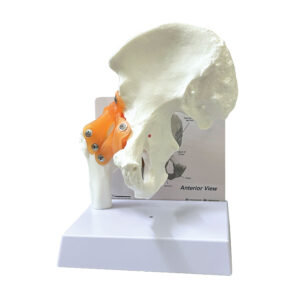 anatomical model: basic hip joints