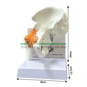 anatomical model: basic hip joints