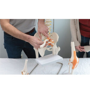 anatomical model: basic hip joints